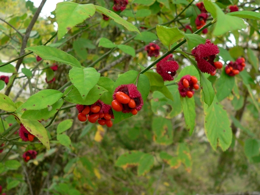 {Euonymus americanus}